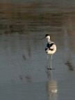 avocetta on ice