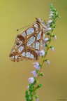 Issoria lathonia Issoria lathonia