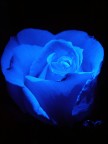 Rosa & Blu Rosa & Blu