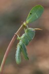 Anacridium aegyptium Anacridium aegyptium