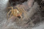 Allagelena gracilens -Agelenidae Allagelena gracilens -Agelenidae