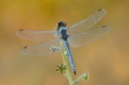 Orthetrum coerulescens Orthetrum coerulescens