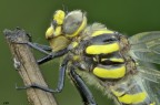 Cordulegaster boltonii (Donovan, 1807) Cordulegaster boltonii (Donovan, 1807)