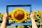 girasoli in cornice girasoli in cornice
