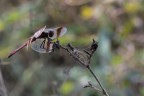 Libellula Sympetrum pedemontanum Libellula Sympetrum pedemontanum