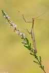 Mantis male