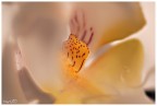 Orchidea Orchidea