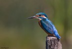 Martin Pescatore - (Alcedo atthis) - Oasi Lipu Racconigi

Giornata perfetta, luce perfetta, si � posato un attimo sul palo prima di osservare l'acqua e partire a razzo per pescare.
Davvero un bellissimo momento ed una bellissima emozione vederlo per la prima volta.

Canon 40D - Sigma 150-500 
ISO 400
AV: f8
TV: 1/800
Compensazione ev: -1