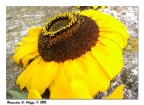Fiore Fiore