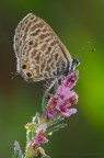 Leptotes pirithous (Linnaeus, 1767) Leptotes pirithous (Linnaeus, 1767)