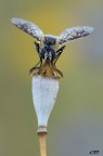 the fly.... the fly....