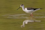 Cavaliere d'Italia (Himantopus himantopus) Cavaliere d'Italia (Himantopus himantopus)
