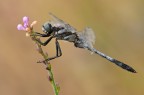 Orthetrum albistylum Orthetrum albistylum