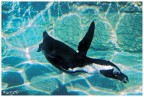 Un tuffo dove l'acqua è più blu... Un tuffo dove l'acqua è più blu...