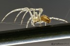 Spider Spider