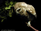 Athene noctua