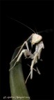 Hyerodula membranacea Hyerodula membranacea