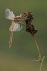 Libellula