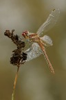Odonata Odonata