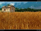 Provenza # 6 Provenza # 6