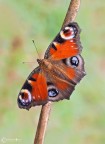 La Vanessa io o Occhio di pavone (Inachis io Linnaeus, 1758) La Vanessa io o Occhio di pavone (Inachis io Linnaeus, 1758)