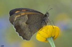 Maniola jurtina (Linnaeus, 1758) Maniola jurtina (Linnaeus, 1758)