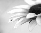 un fiore e la sua goccia