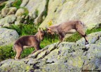Cuccioli di stambecco Cuccioli di stambecco