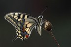Papilio machaon backlight Papilio machaon backlight