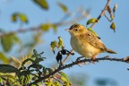 Beccamoschino Cisticola juncidis Beccamoschino Cisticola juncidis
