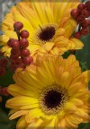 giallo e rosso giallo e rosso