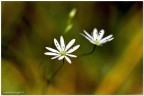 Boken flawers Boken flawers