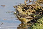 Crociere(Loxia curvirostra) Crociere(Loxia curvirostra)
