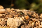 libellula libellula