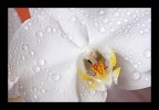 orchidea orchidea