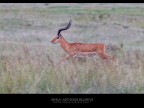 Impala Impala
