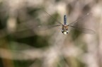 in volo in volo