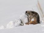 Marmotta # 6 Marmotta # 6