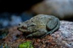 Mother of Toad Mother of Toad
