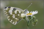 Pontia edusa Pontia edusa