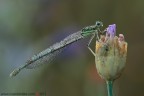 imperlata... imperlata...