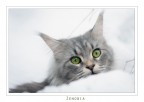 Zenobia Zenobia