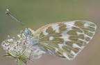Pontia edusa R.R. 1:1 con MP-E65mm Pontia edusa R.R. 1:1 con MP-E65mm