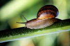 lumacone lumacone