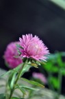 Fiore Fiore