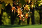 autunno : è tempo di colori autunno : è tempo di colori