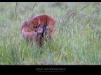 Impala Impala