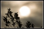 Last Sun Last Sun