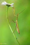 La Mantide religiosa (Mantis religiosa Linnaeus, 1758)