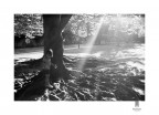 Parco Rignon - Torino Parco Rignon - Torino